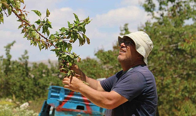 Don sonrası 15 bin ağaç tek bir kayısı vermedi