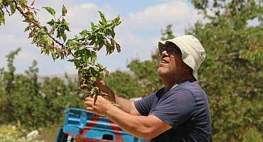 Don sonrası 15 bin ağaç tek bir kayısı vermedi