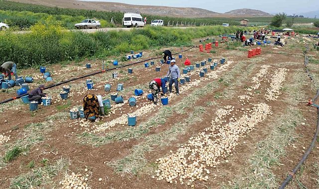 Don ve kuraklığın rekolteyi etkilemediği soğan, tarladan 8 TL'den alıcı buluyor