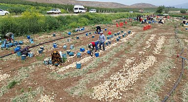 Don ve kuraklığın rekolteyi etkilemediği soğan, tarladan 8 TL'den alıcı buluyor