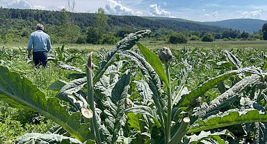 Dünyaca ünlü enginarları hırsızlar hasat etti... Polis her yerde onları arıyor