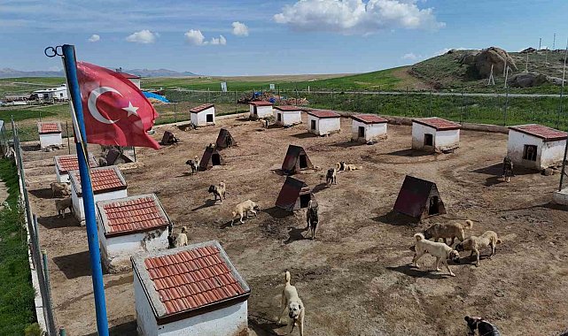 Dünyada eşi benzeri bulunmayan Kangallara Ortadoğu ülkeleri talip oldu