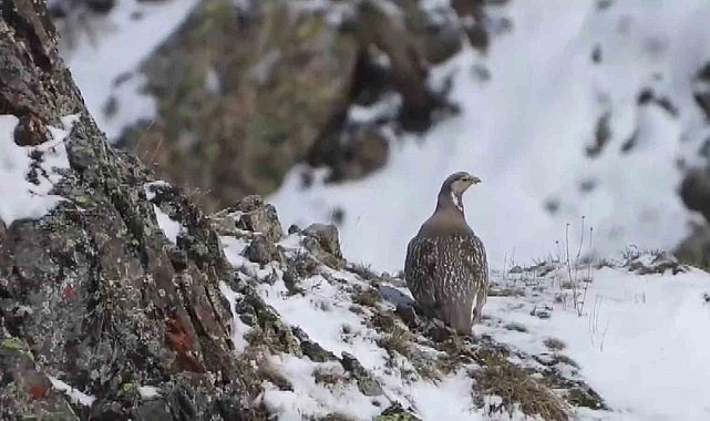 Dünyada nesli tükenmekte olan Ur kekliği İspir'de görüntülendi