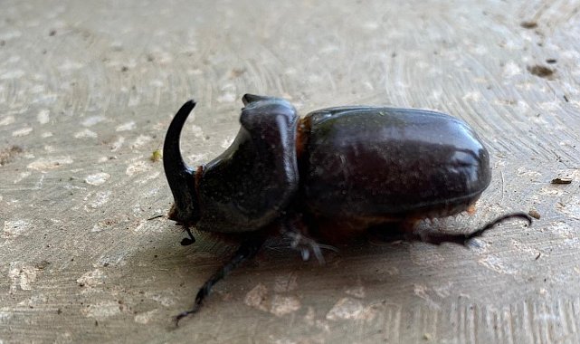 Dünyanın en güçlü böceği Manisa'da bulundu