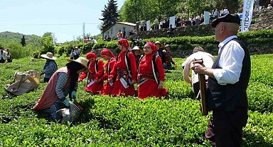 Dünyanın en kaliteli fındığının üretildiği Giresun'da kemençe eşliğinde çay hasat şenliği yapıldı
