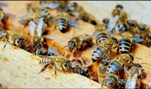 Düzce Üniversitesi'nden uluslararası iş birliği