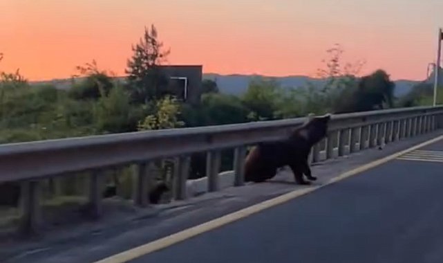 Düzce'de yol kenarında boz ayı ve yavruları görüntülendi
