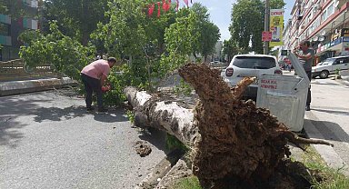 Edirne'de devrilen ağaç yolu trafiğe kapattı