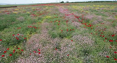 Ekili alanlarda renk cümbüşü