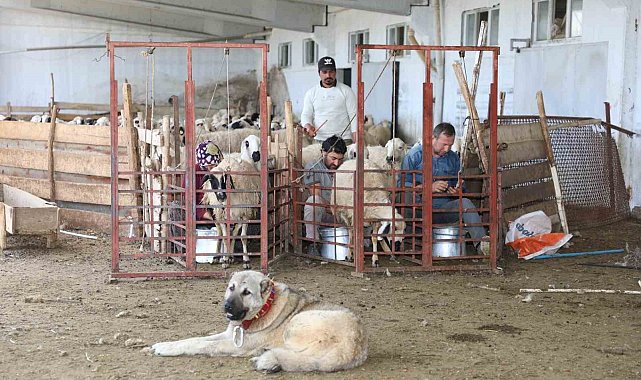 Elazığ'da 2024 yılında küçükbaş hayvancılığa 41 milyon lira destek sağlandı