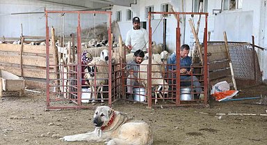 Elazığ'da 2024 yılında küçükbaş hayvancılığa 41 milyon lira destek sağlandı
