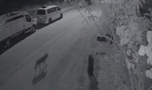 Elazığ'da aç kalan kurt, şehir merkezine indi