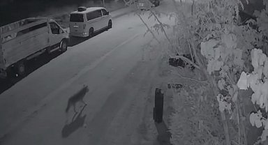Elazığ'da aç kalan kurt, şehir merkezine indi