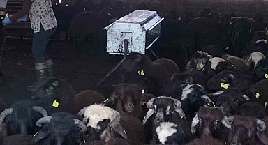 Elazığ'da aşılama ve küpeleme çalışmaları sürüyor