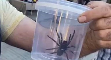 Elazığ'da dev etçil örümcek paniği