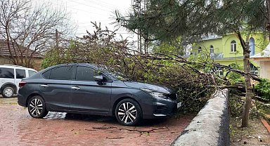 Elazığ'da fırtına etkili oldu: Ağaç, araçların üzerine devrildi