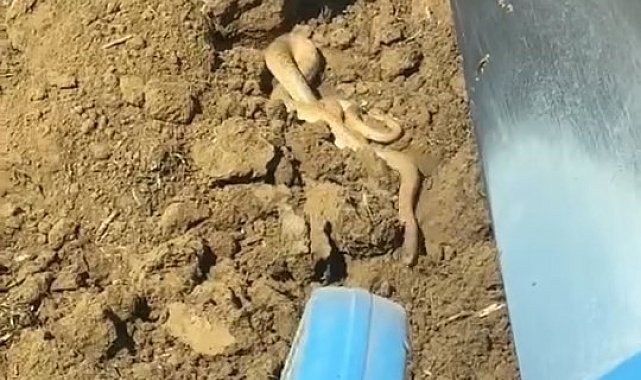 Elazığ'da hava ısındı, yılanlar ortaya çıktı