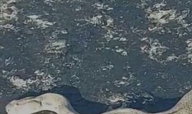 Elazığ'da karayoluna inen dev engerek korkuttu