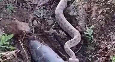 Elazığ'da koca engerek yılanı görüntülendi