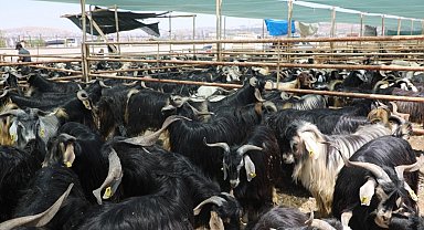 Elazığ'da kurban kesim alanları açıklandı