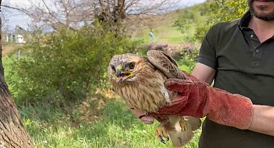 Elazığ'da yaralı halde bulunan şahin ekiplere teslim edildi
