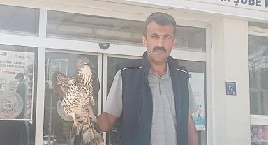 Elazığ'da yaralı şahin tedavi altına alındı