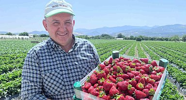 Emiralem'in mis kokulu çilek bahçelerinde hasat heyecanı
