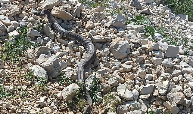 Engerek yılanı Kahramanmaraş'ta da görüntülendi