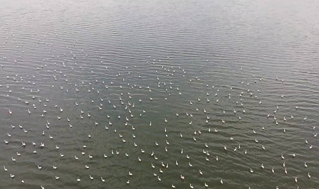 Erçek Gölü'nün narin misafirleri flamingolar gelmeye başladı