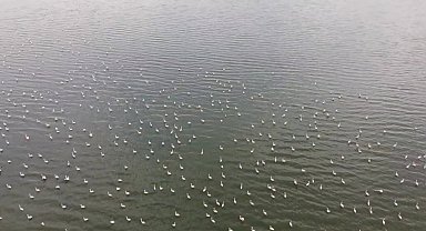 Erçek Gölü'nün narin misafirleri flamingolar gelmeye başladı