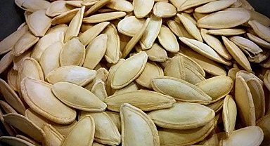 Erciyes'in eteklerinde kabak çekirdeği ekim sezonu başladı