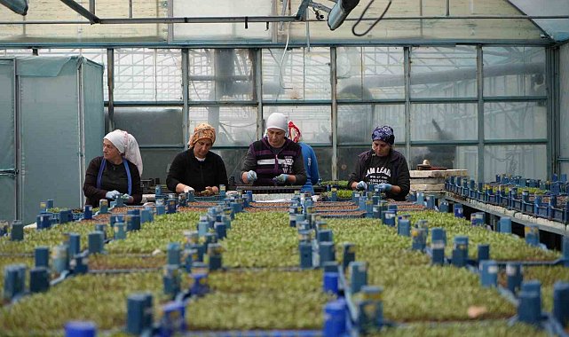 Erzincan seracılıkta hedefini büyütüyor