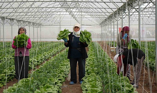 Erzincan seralarında marul hasadı başladı