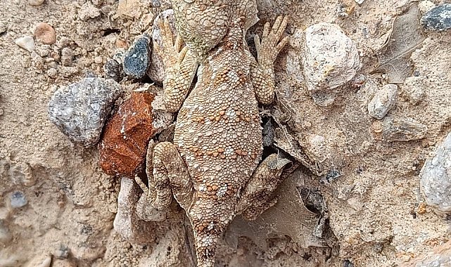 Erzincan'da nesli tükenme tehlikesi altındaki 'Bozkır Keleri' görüntülendi