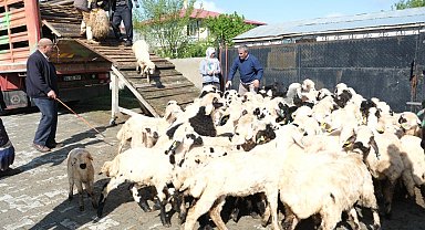 Erzincan'da yayla göçü başladı: Şavaklı üreticiler emek yolculuğunda