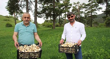 Erzurum'da vatandaşlara "zehirli mantar" uyarısı