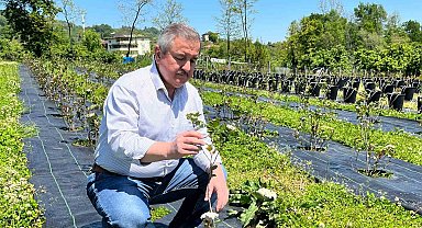 Eski başkanın "şifa bahçesi": Siyasi yorgunluğu tıbbi aromatik bitkilerle atıyor