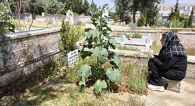 Feray Şahin, Anneler Günü'nde mezarı başında anıldı