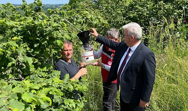 Fındık bahçelerindeki kahverengi kokarca zararlasına karşı savaş açtılar