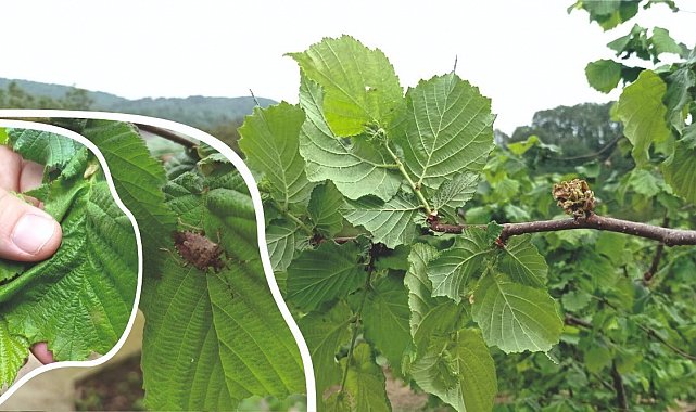 Fındık üreticileri ve arıcılar dikkat