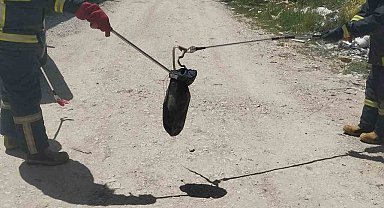 Gediz'de baharın gelmesiyle yılanlar görülmeye başladı