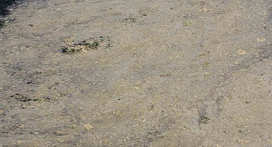 Gemlik Sahilleri'nde tehlikeli görüntü...Müsilaj balık yumurtalarını öldürüyor