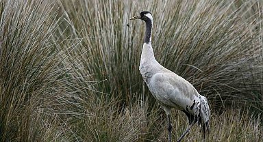 Gökyüzünün sessiz yolcuları için kuş göç rotaları haritalanıyor