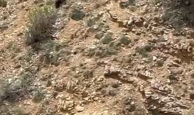 Gümüşhane'de annesini kaybeden yavru ayı bağırarak annesini aradı