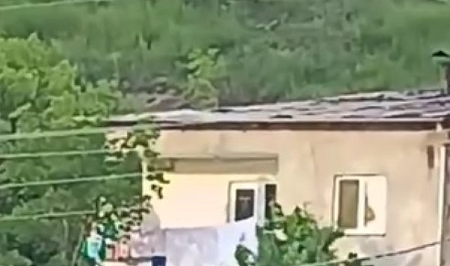 Gümüşhane'de gündüz vakti şehrin merkezine inen ayı, paniğe yol açtı