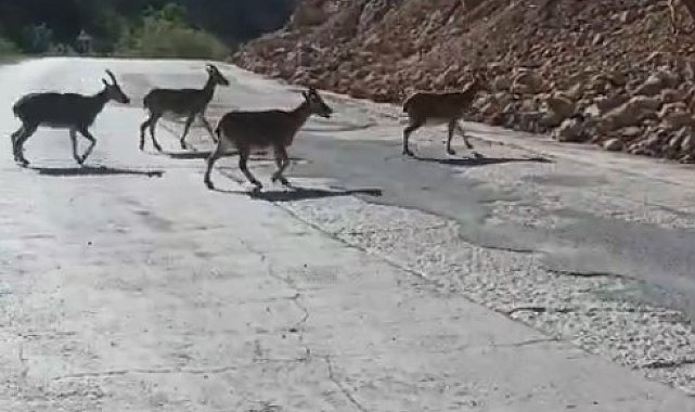 Gümüşhane'de vaşak ve dağ keçileri yollara indi