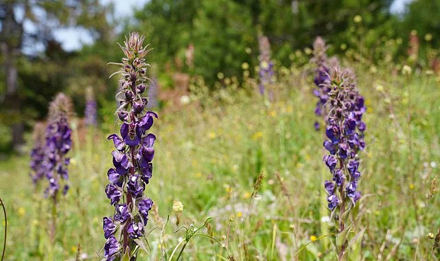 Gürsu'nun Gök Sığırkuyruğu çiçekleri açtı