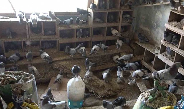 Güvercinleri için alevlerin arasında kaldı