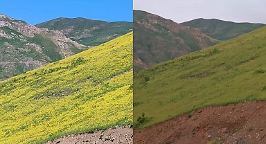 Hakkari'de güneşle açan, gün batımında yok olan çiçekler