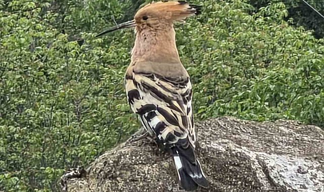 Hanönü'de ibibik kuşu görüldü